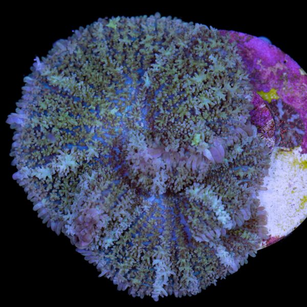 Magic Carpet Mushroom Coral