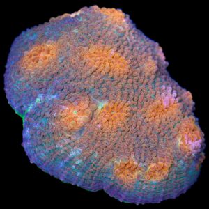 Orange Eye Acan Echinata Coral