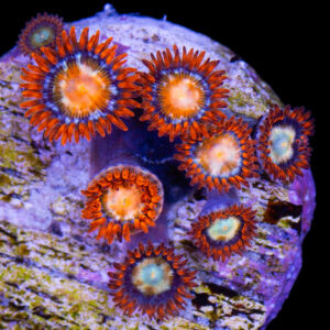 Vivid's Speckled Blondes Morph Zoanthid Coral