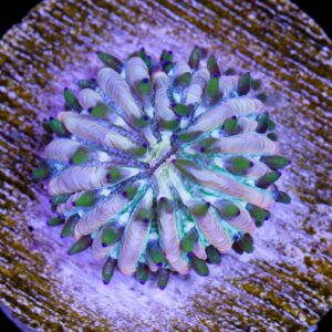 Vivids Royal Orchid Fungia Plate Coral
