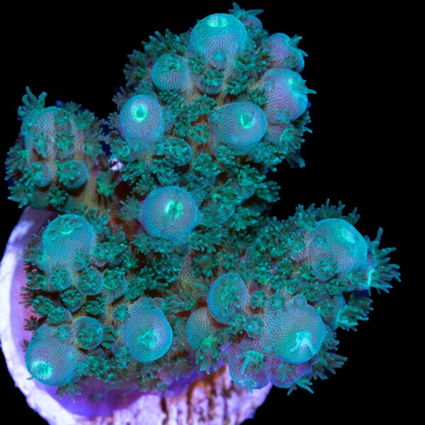 Green Machine Acropora Coral