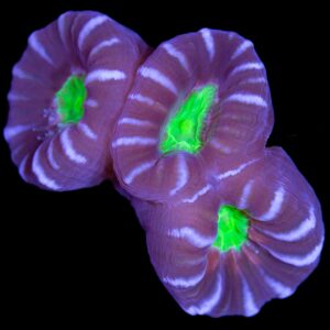 Vivid's Green Eye Candy Cane Coral