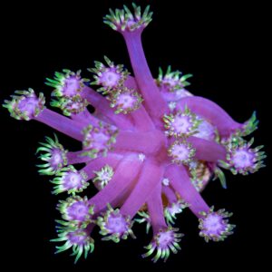 Vivid''s Gumdrop Goniopora Coral