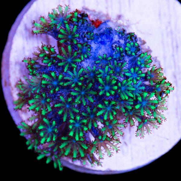 Atomic Sympodium Coral