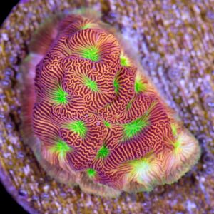 Jack-o-lantern Leptoseris Coral
