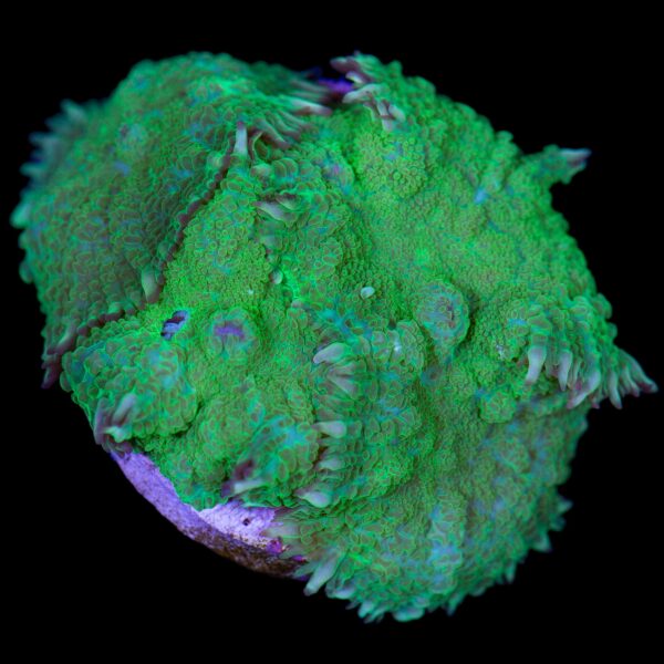 Green Rhodactis Mushroom Coral