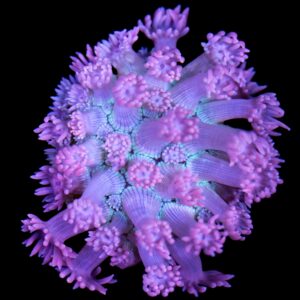 Vivid's Pinkberry Goniopora Coral