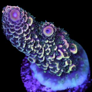 Vivid's Cosmic Spathulata Acropora Coral