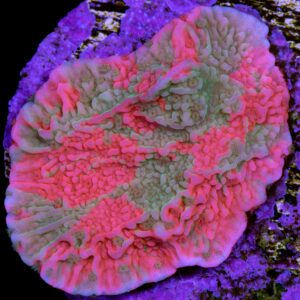 Vivid's Grafted Montipora Capricornis Coral