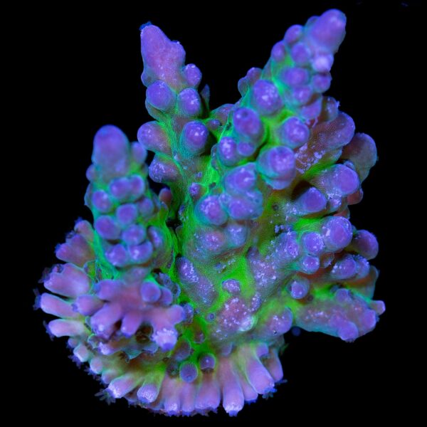 Blue Green Tort Acropora Coral