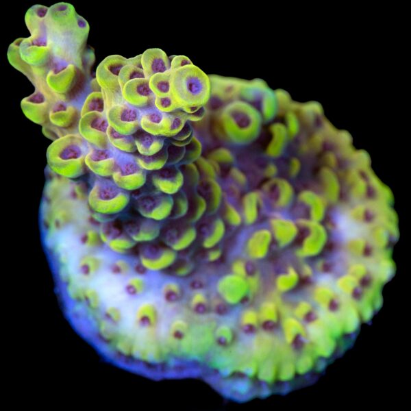 Purple Rain Acropora Coral