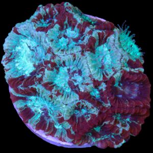 Heartbreaker Favia Coral