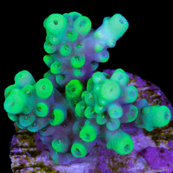 Toxic Acropora Coral