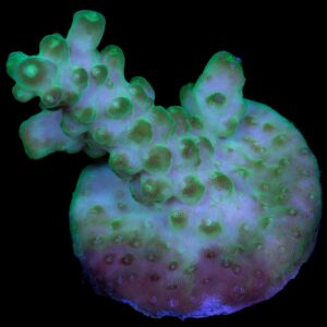 Green Gecko Acropora Coral