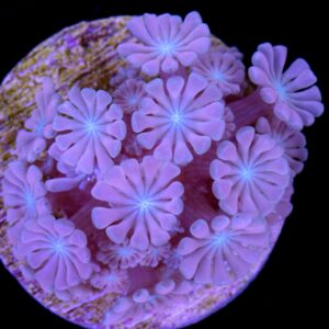 Pink Alveopora Coral
