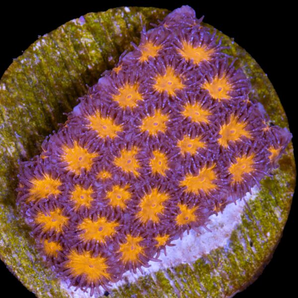 Golden Leptastrea Coral