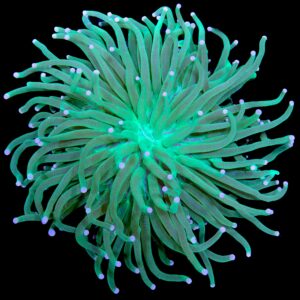 Green Heliofungia Plate Coral