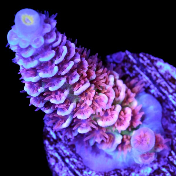 Vivid's Captain America Tenuis Acropora Coral - New Release