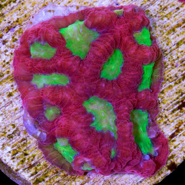 Bleeding Apple Favia Coral
