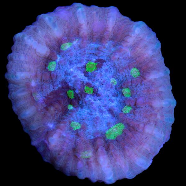 Vivid's Blue Moon Echinophyllia Coral