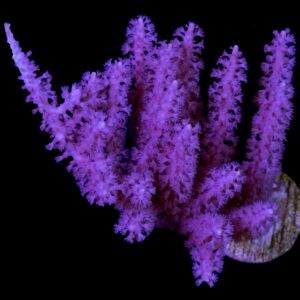 Purple Lace Photosynthetic Gorgonian