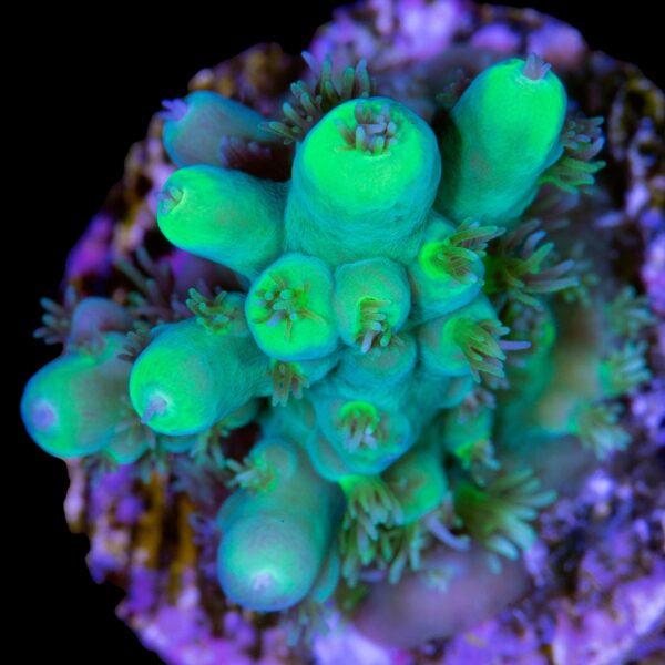 Toxic Green Acropora Coral