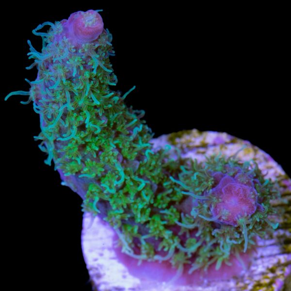 Razzmatazz Acropora Coral