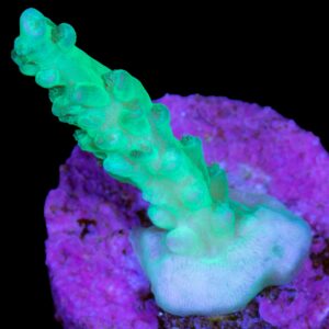 Glowstick Acropora Coral