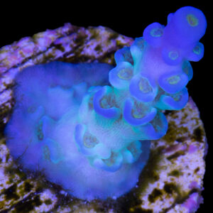 Ice Fire Tenuis Acropora Coral