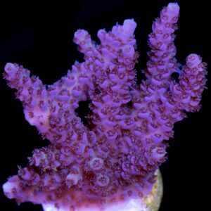 Vivid's Red Table Acropora Coral