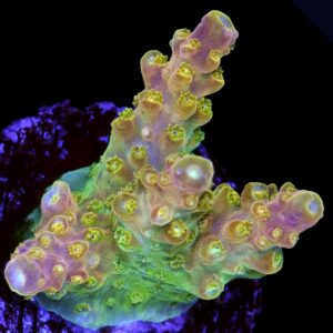 Ultimate Sunrise Acropora Coral