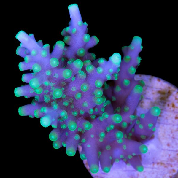 Vivid's Space Dragon Acropora Coral