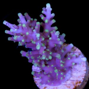 Space Dragon Acropora Coral