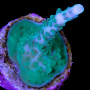 Turquoise Staghorn Acropora Coral