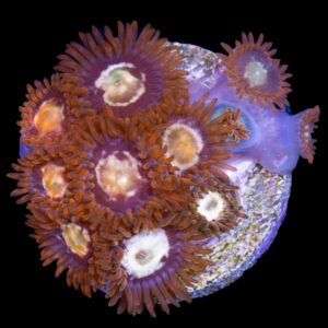 Starfire Zoanthid Coral