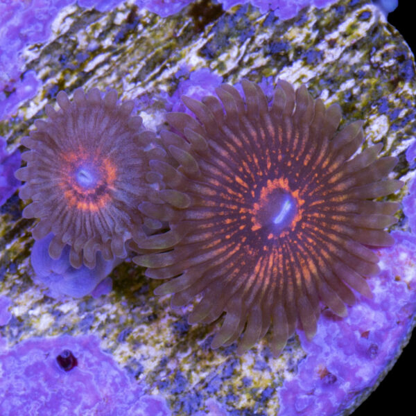 Bad Hair Day Zoanthid Coral