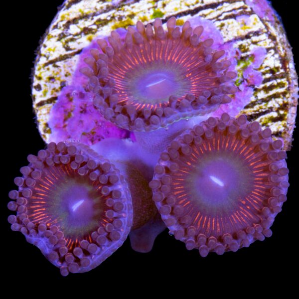 Elden Ring Zoanthid Coral