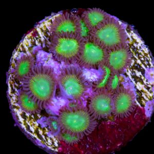 Rim Of Fire Zoanthid Coral