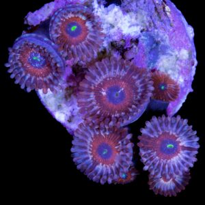 Agave Zoanthid Coral