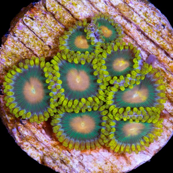 Green Bay Packer Zoanthid Coral