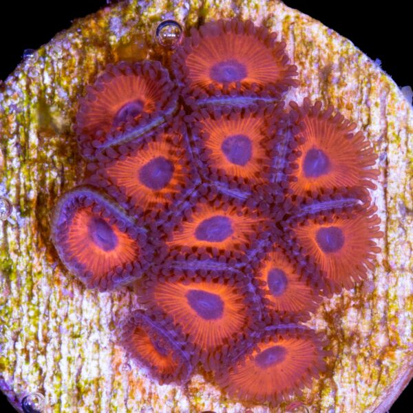 Kedd's Red Zoanthid Coral