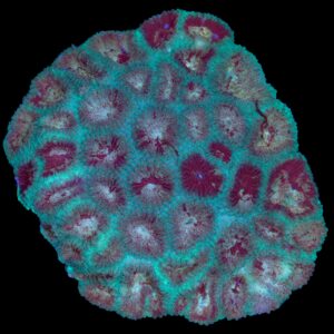 Heartbreaker Favia Coral Mini Colony