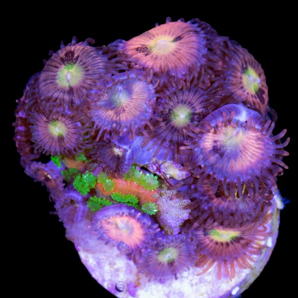 Hippie Duster Zoanthids with Sunset Montipora