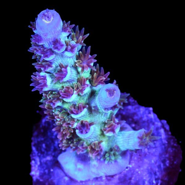 JF Jolt Tenuis Acropora Coral