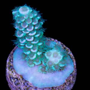 Cotton Candy Acropora Tenuis Coral
