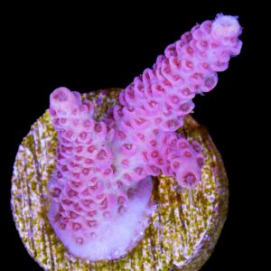 Hot Pink Acropora Coral