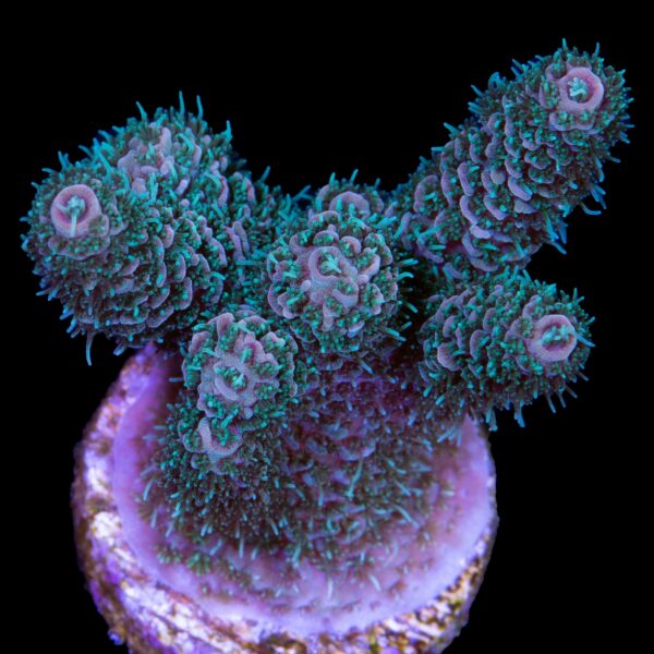 Super Fuzz Millepora Acropora Coral