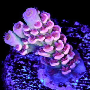 Vivid's Captain America Tenuis Acropora Coral