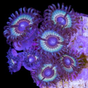 Sonic Flare Zoanthid Coral