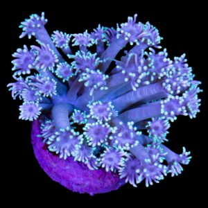 Joker Goniopora Coral